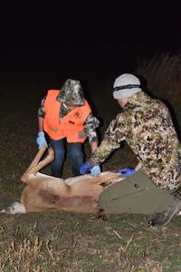 deerhunt